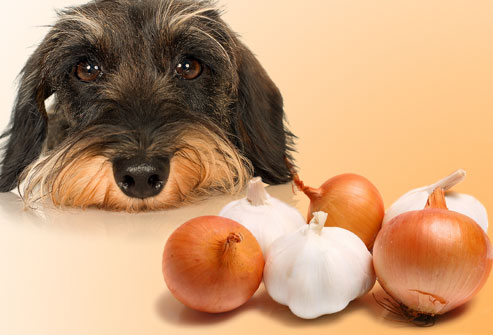 how much onion powder is toxic to dogs